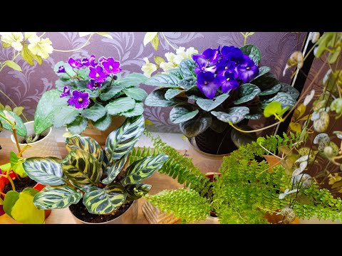 Видео: Обзор Комнатных Растений 17.11.25 🪴🌺🌵#цветыдлядома#цветы #обзоррастений