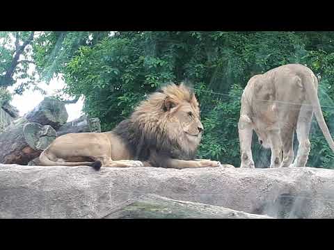 Видео: Дрезден. Зоопарк- 2. Dresden. Zoo. 21 июня 2020 г.