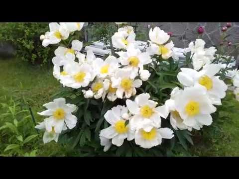 Видео: Цветение пионов Приглашаю в гости!