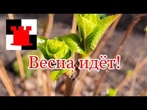Видео: Весна идёт - весне дорогу! Что делать, если простыл? Где я покупаю лекарства