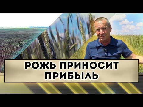 Видео: Рожь приносит прибыль