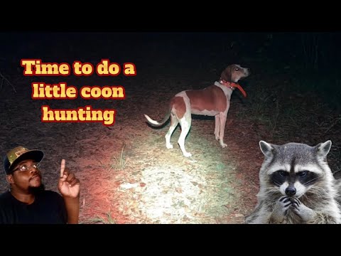 Видео: ВРЕМЯ ОХОТЫ НА ЕНОТ С МОЕЙ ГОНЧЕЙ СОБАКОЙ