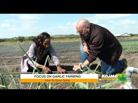 Видео: Сельское хозяйство и бизнес | Выращивание чеснока