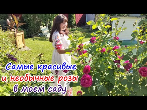 Видео: РОЗЫ 2022: самые КРАСИВЫЕ и НЕОБЫЧНЫЕ сорта в моем саду!