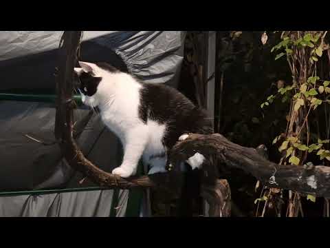 Видео: Наевшаяся дикая кошка кувыркается на лозе винограда. A full cat tumbles on grapes