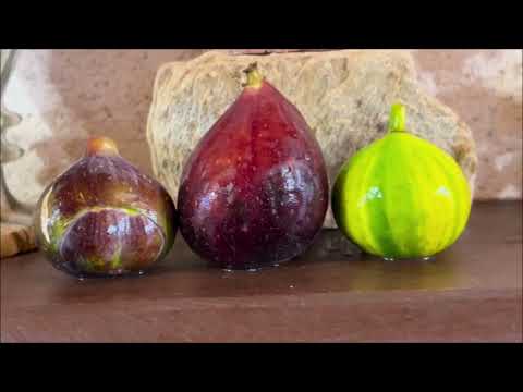 Видео: Ficus Carica. Figs. Инжир. Дегустация плодов из предыдущего видео BebP, CC, Florinda2, VdS, GdLien