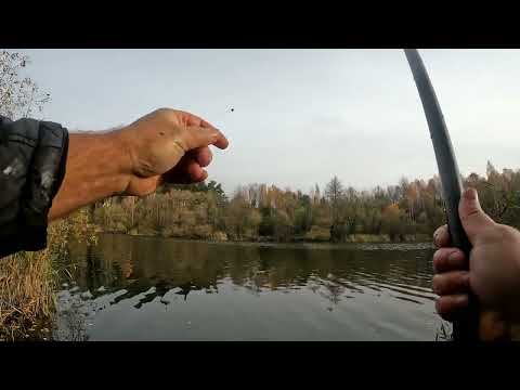 Видео: Поплавочная рыбалка с студентом, отчёт № 415