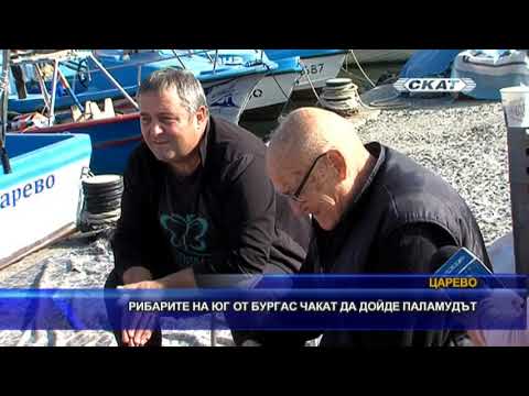 Видео: Рибарите на юг от Бургас чакат да дойде паламудът