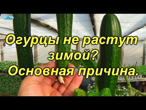 Видео: Огурцы зимой -почему не вяжутся плоды (зеленцы)