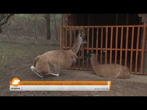 Видео: Зоокътът в Павликени се сдоби с лами