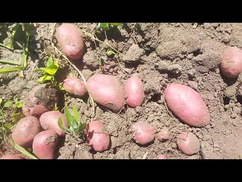 Видео: Характеристика  врожайності сортів картоплі (3серпня 2023року).