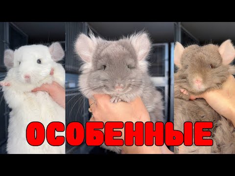 Видео: Особенные шиншиллы в моем питомнике