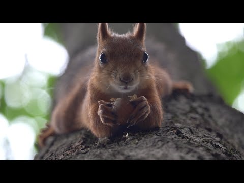 Видео: Белки и орешки. Зарисовка / Squirrels and nuts. The sketch