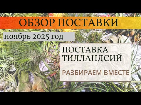 Видео: Обзор поставки ноябрь 2025 год