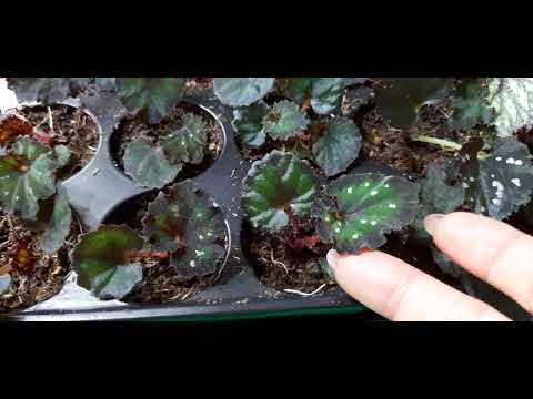 Видео: Как изменились сеянцы бегонии за месяц