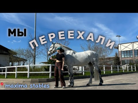 Видео: МЫ ПЕРЕЕХАЛИ | сумбурно обосновываемся на новом месте  #лошади #horse #конныйспорт #equestrian