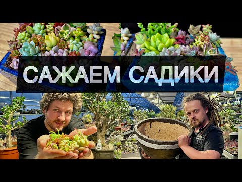 Видео: САДИК ИЗ СУККУЛЕНТОВ / БАТЛ МАСТЕРОВ / САМЫЙ ПРОСТОЙ СПОСОБ СОЗДАНИЯ КОМПОЗИЦИИ ИЗ ЧЕРЕНКОВ