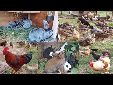 Видео: КРОЛИКИ🐰КУРЫ🐔УТКИ🦆ДЕРЕВНЯ⛪ГЕРМАНИЯ