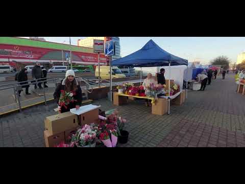 Видео: 25.22 Продаж тюльпана нет