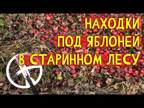 Видео: Находки под яблоней в лесу