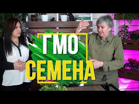 Видео: КАК НЕ КУПИТЬ ГМО СЕМЕНА ✔️ Вопросы про Семена 🌱Какие Огурцы Лучше ✔️