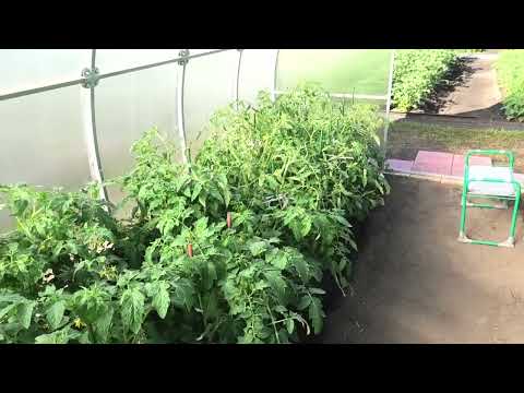 Видео: Когда поливать помидоры в теплице, утром или вечером?