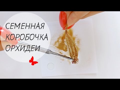Видео: СЕМЕННАЯ КОРОБОЧКА у ОРХИДЕИ! Выращивание орхидей из семян!