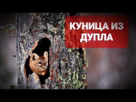 Видео: ВЗЯЛИ КУНИЦУ ИЗ ДУПЛА#НАТАСКА МОЛОДЫХ ЛАЕК#