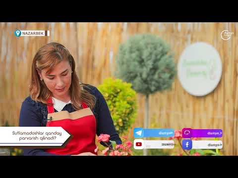 Видео: Молочай қандай кўпайтирилади?