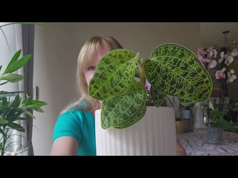 Видео: ОРХИДЕЯ БИЖУТЕРИЯ/ КАК ПОЖИВАЮТ МОИ НОВИНКИ