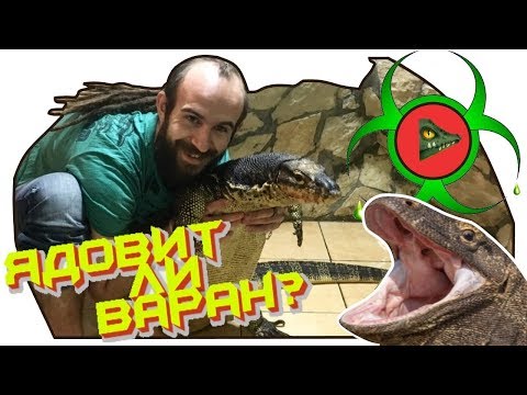 Видео: ЯД ВАРАНА! Действительно ли вараны ядовиты? / Конкурс!