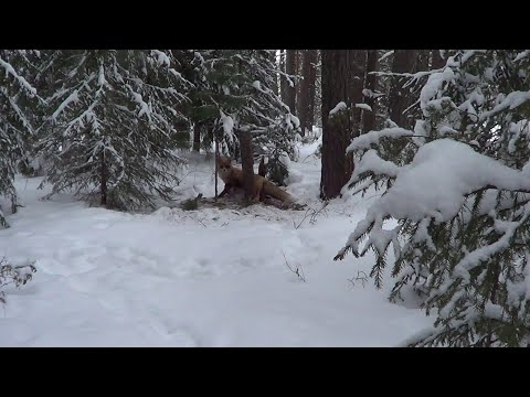 Видео: Охота на лисицу капканами. сезон 24-25г. /  ПЕРВЫЙ ЛИС СЕЗОНА.
