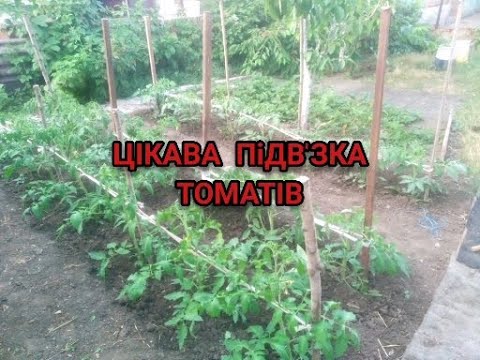 Видео: ЦІКАВА ПІДВ,ЯЗКА ДЛЯ ТОМАТІВ !!?