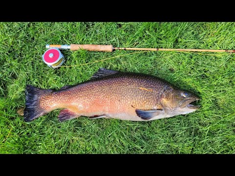 Видео: Рыболовство в Рокборне. В сачке отличная тигровая форель весом 7,14 фунта. Дэйв упустил самую бол...