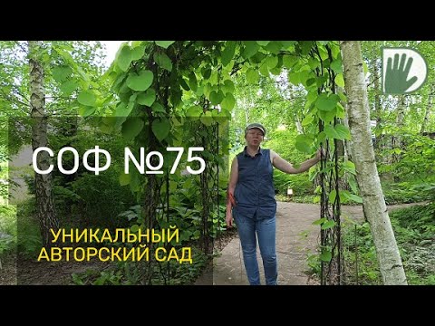 Видео: Видео журнал "СОФ №75" УНИКАЛЬНЫЙ АВТОРСКИЙ САД к.б.наук Александра Чечурова