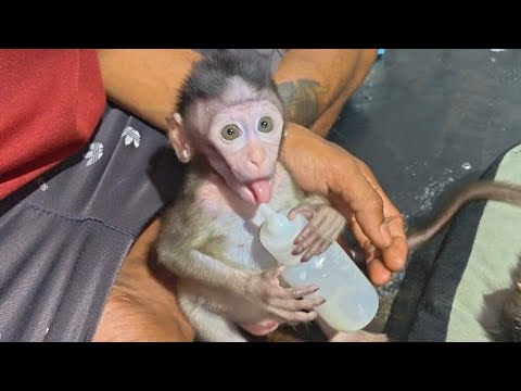 Видео: КОРОЛЕВА точно закричит, когда эта штука исчезнет.
