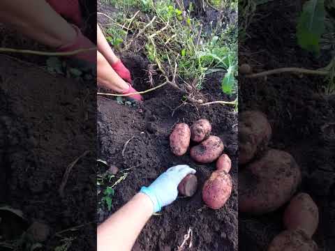 Видео: 4 октября 2025 г.