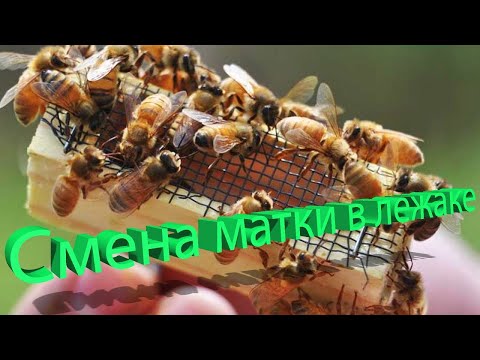 Видео: Профессор Кашковский: Смена маток в лежаках