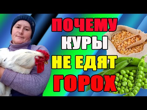 Видео: Почему куры НЕ ЕДЯТ ГОРОХ. Почему ГОРОХ так важен для кур.