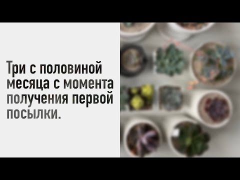 Видео: Три с половиной месяца с момента получения первой посылки. Первые срубленные головы )))