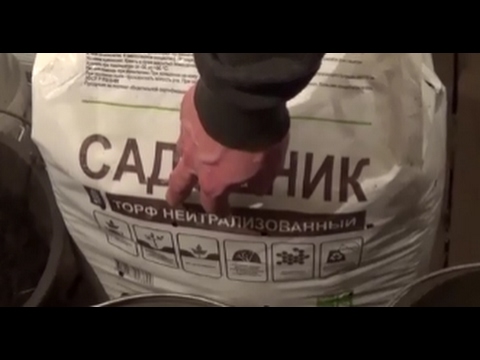 Видео: АТ144\1 Заселение коконов Дендробены в верховой торф