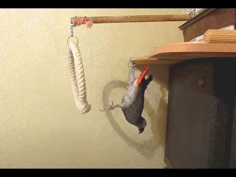 Видео: Утро с Говоруном Жаном))_снято одним кадром(эпизод №777))_24_11_2022