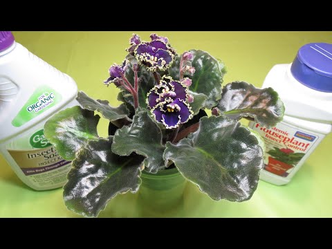 Видео: Африканские фиалки – как вырастить новые растения дома – 5 простых шагов