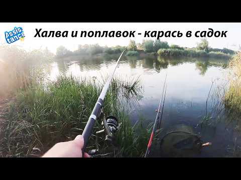 Видео: Карась сошёл с ума - сентябрь, халва творит чудеса