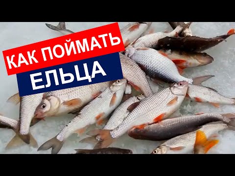 Видео: Елец Сибирский - КАК ловить, места рыбалки зимой