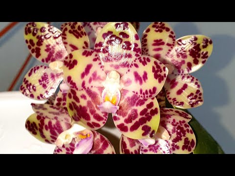 Видео: Phalaenopsis gigantea и другие..