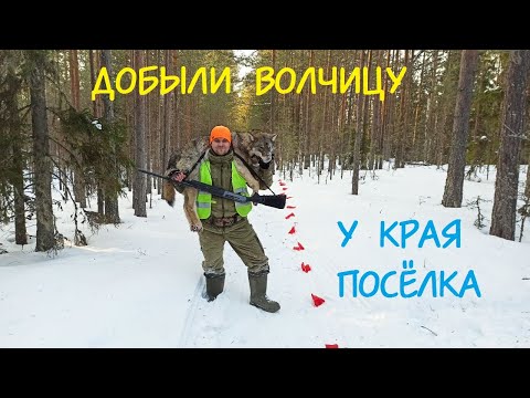 Видео: ОХОТА НА ВОЛКА С ФЛАЖКАМИ. ДОБЫЛИ ОДИНОЧКУ. ВЫПУСК №93. ОХОТА С РУЖЬЁМ Bernardelli mega synthetic.