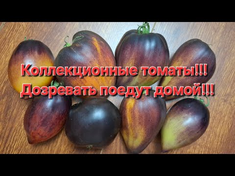 Видео: Коллекционные томаты!!!Едут домой,дозревать!!!20 сентября 25 год!!!