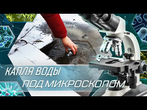 Видео: Капля воды под микроскопом из городского озера.