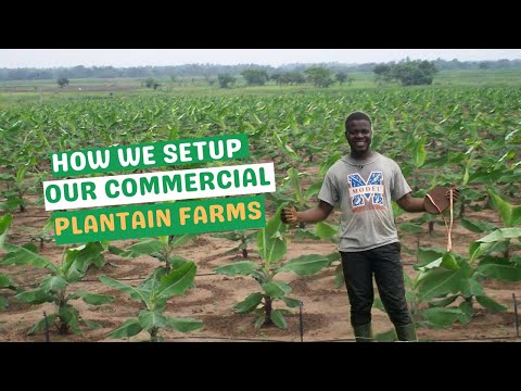 Видео: КАК ОТКРЫТЬ СОБСТВЕННУЮ КОММЕРЧЕСКУЮ ФЕРМУ ПО ВЫРАЩИВАНИЮ ПЛАНТАНОВ: ПОШАГОВОЕ РУКОВОДСТВО / ЗАКО...